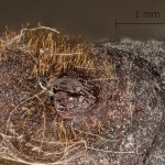 Malacosoma neustria - Priadkovec obrúčkatý 11-13-34vs