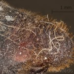 Malacosoma neustria - Priadkovec obrúčkatý 11-50-08vs
