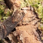 Abrostola asclepiadis - Mora luskáčová 131352