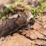 Abrostola asclepiadis - Mora luskáčová 132026