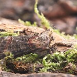 Abrostola asclepiadis - Mora luskáčová 133631