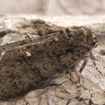 Acronicta rumicis - Mramorovka obyčajná 155501