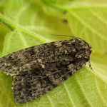 Acronicta rumicis - Mramorovka obyčajná 17-26-21