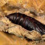 Acronicta rumicis - Mramorovka obyčajná 17-48-31.jpg