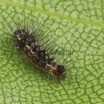 Acronicta rumicis - Mramorovka obyčajná /asi 2. instar/ 171307