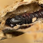 Acronicta rumicis - Mramorovka obyčajná 18-03-16.jpg