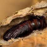 Acronicta rumicis - Mramorovka obyčajná 18-23-55.jpg