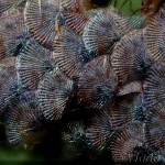 Acronicta rumicis - Mramorovka obyčajná 18-53-21