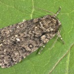 Acronicta rumicis - Mramorovka obyčajná 19-50-05