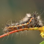 Acronicta rumicis - Mramorovka obyčajná 190200