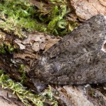 Acronicta rumicis - Mramorovka obyčajná 192920