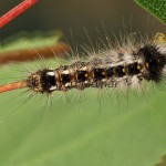 Acronicta rumicis - Mramorovka obyčajná 195107