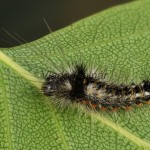 Acronicta rumicis - Mramorovka obyčajná 195917