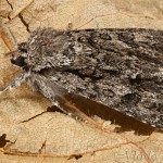 Acronicta rumicis - Mramorovka obyčajná 20-14-17