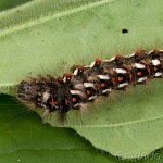 Acronicta rumicis - Mramorovka obyčajná 20-23-56