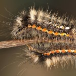 Acronicta rumicis - Mramorovka obyčajná 200551