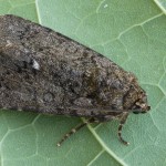 Acronicta rumicis - Mramorovka obyčajná 200909