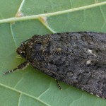 Acronicta rumicis - Mramorovka obyčajná 201957