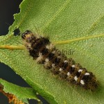 Acronicta rumicis - Mramorovka obyčajná 205833