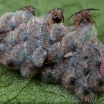 Acronicta rumicis - Mramorovka obyčajná 21-06-54
