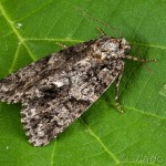 Acronicta rumicis - Mramorovka obyčajná 21-39-33