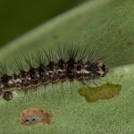 Acronicta rumicis - Mramorovka obyčajná 21-57-37