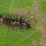 Acronicta rumicis - Mramorovka obyčajná 21-58-55