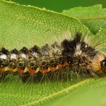 Acronicta rumicis - Mramorovka obyčajná 210438