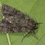 Acronicta rumicis - Mramorovka obyčajná 22-16-14