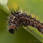 Acronicta rumicis - Mramorovka obyčajná 22-17-2
