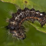 Acronicta rumicis - Mramorovka obyčajná 22-19-11