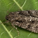 Acronicta rumicis - Mramorovka obyčajná 22-38-29