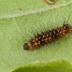 Acronicta rumicis - Mramorovka obyčajná 22-49-25