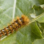 Acronicta rumicis - Mramorovka obyčajná 221043