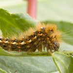 Acronicta rumicis - Mramorovka obyčajná 221237