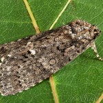 Acronicta rumicis - Mramorovka obyčajná 23-24-37