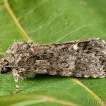 Acronicta rumicis - Mramorovka obyčajná 23-25-41