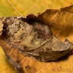 Acronicta rumicis - Mramorovka obyčajná 23-38-51.jpg