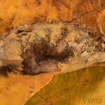 Acronicta rumicis - Mramorovka obyčajná 23-39-22.jpg