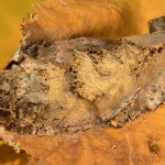 Acronicta rumicis - Mramorovka obyčajná 23-40-17.jpg