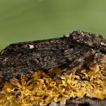 Acronicta rumicis - Mramorovka obyčajnáv 21-41-00