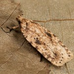 Agonopterix arenella - Ploskáč lopúchový 21-17-15