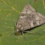 Catocala nupta - Stužkavec jeľšový 13-56-49.jpg