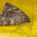 Catocala nupta - Stužkavec jeľšový 17-22-36