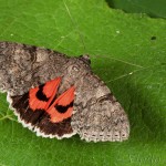 Catocala nupta - Stužkavec jeľšový 21-44-05