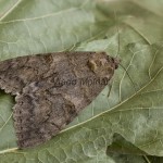 Catocala nupta - Stužkavec jeľšový 210447