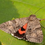 Catocala nupta - Stužkavec jeľšový 22-32-33