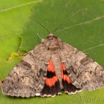 Catocala nupta - Stužkavec jeľšový 22-37-34