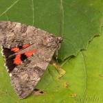 Catocala nupta - Stužkavec jeľšový 22-40-36