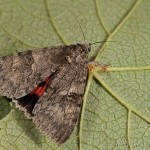 Catocala nupta - Stužkavec jeľšový 23-44-32